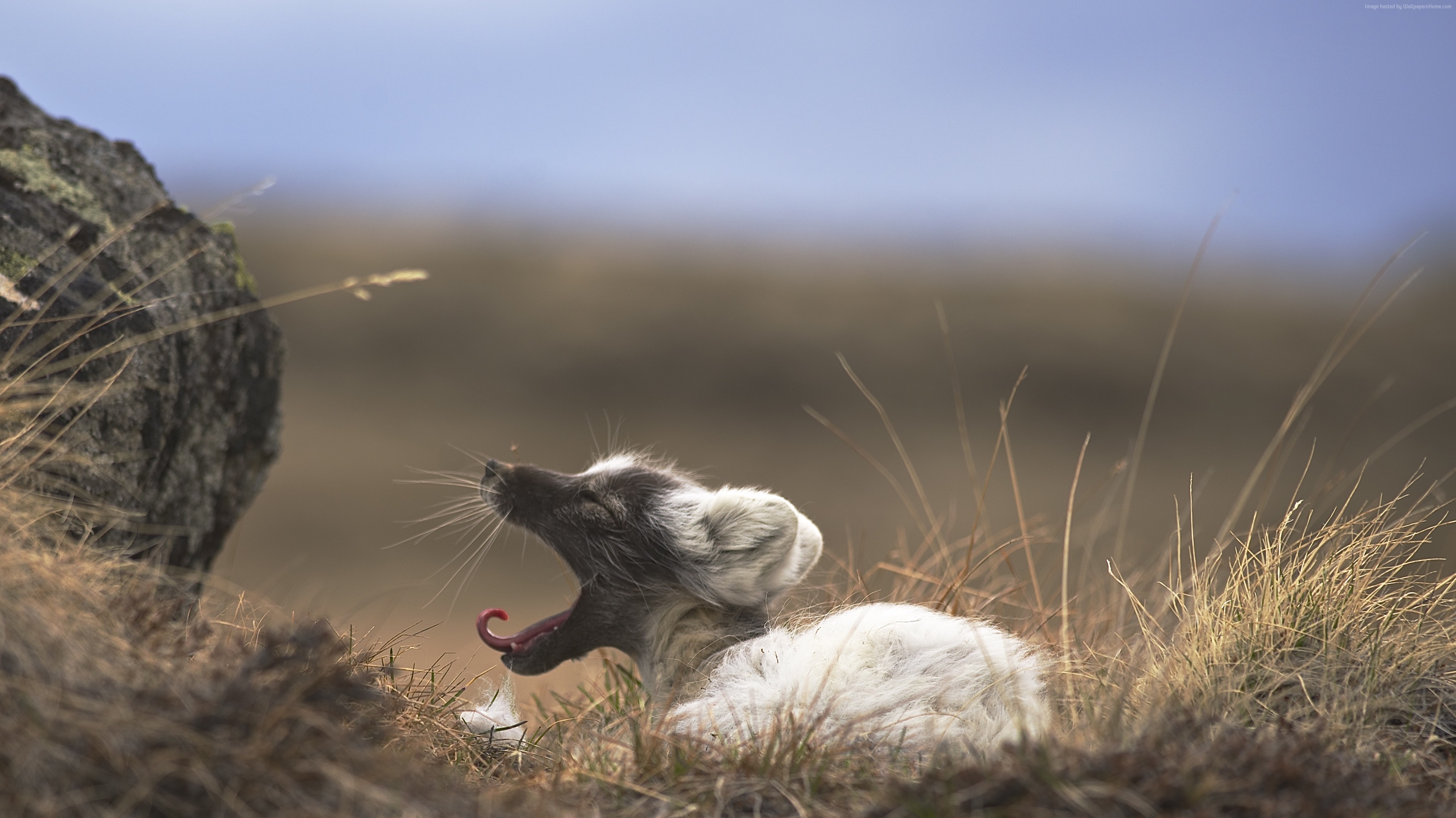 Wallpaper Arctic fox, West Greenland, animal, nature, grey, brown, white, rest, tourism, Animals